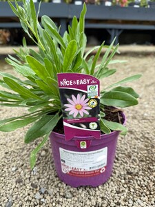 Osteospermum jucundum - image 2