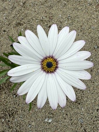 Osteospermum jucundum - image 1