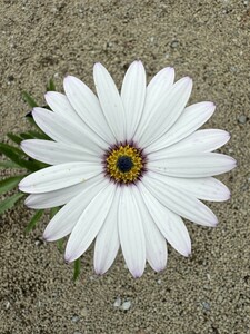 Osteospermum jucundum - image 1