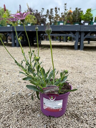 Osteospermum 'Lady Leitrim' - image 2