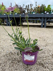 Osteospermum 'Lady Leitrim' - image 2