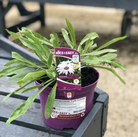 Osteospermum 'Lady Leitrim'