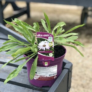 Osteospermum 'Lady Leitrim'