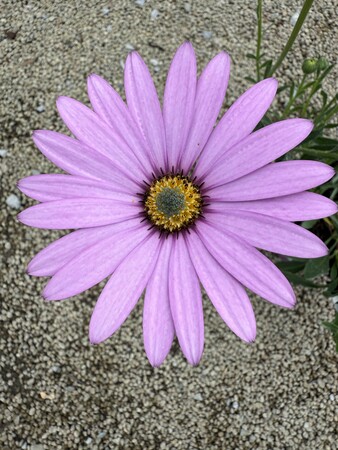 Osteospermum 'Lady Leitrim' - image 1