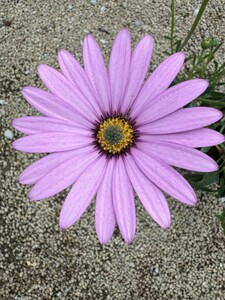 Osteospermum 'Lady Leitrim' - image 1