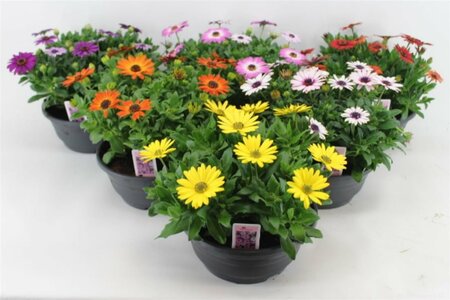 Osteospermum 'Margarita' mix bowl
