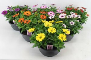 Osteospermum 'Margarita' mix bowl