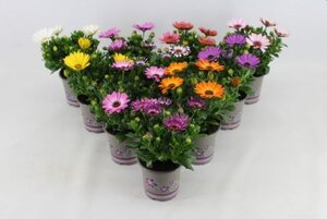 Osteospermum 'Margarita' mix