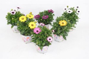 Osteospermum mix