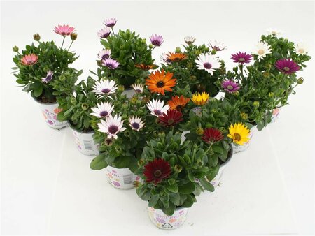 Osteospermum mix  P10.5