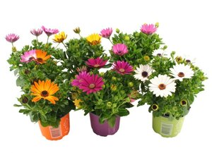 Osteospermum mix