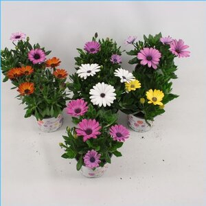 Osteospermum  mixed colour coo