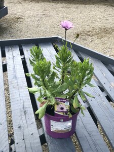 Osteospermum 'Sennen Sunrise'