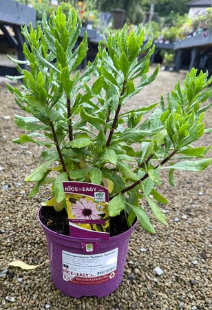 Osteospermum 'Sennen Sunrise'
