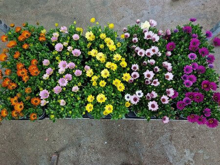 Osteospermum 'Señoritas'® mix  P10.5