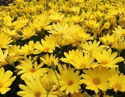 Osteospermum yellow