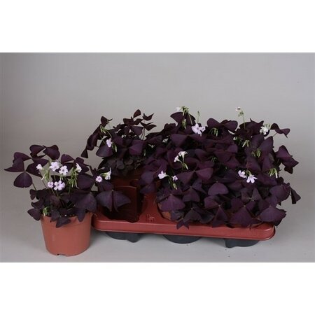 Oxalis triangularis mijke