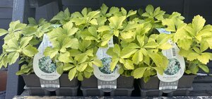 Pachysandra terminalis 6-pack