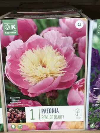 PAEONIA BOWL OF BEAUTY