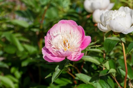 Paeonia 'Bowl of Beauty'