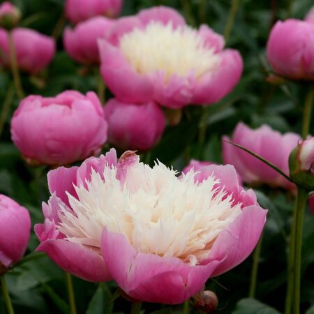 Paeonia 'Bowl of Beauty'