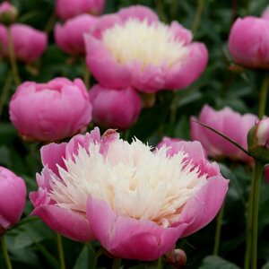 Paeonia 'Bowl of Beauty'