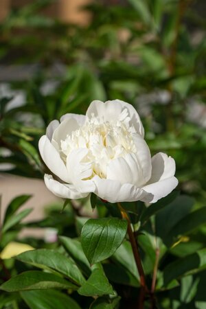 Paeonia 'Duch. de Nemours'