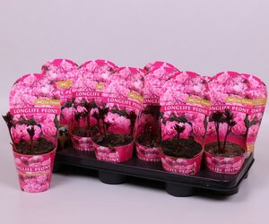Paeonia lac Longlife Pink
