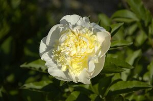 Paeonia lactiflora 'Primavere'