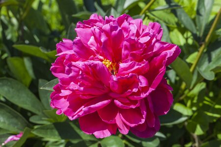 Paeonia lactiflora 'Tom Cat'
