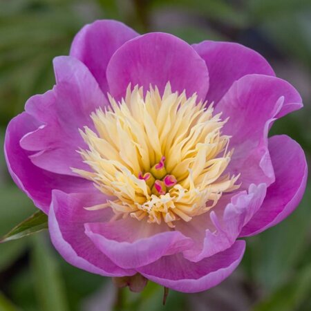 Paeonia  s.m.1st.chinese