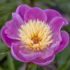 Paeonia s.m.1st.chinese