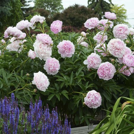 Paeonia 'Sarah Bernhardt'