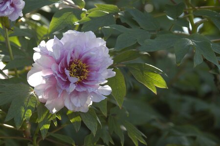 PAEONIA SUFFRUTICOSA (Tree Paeony)