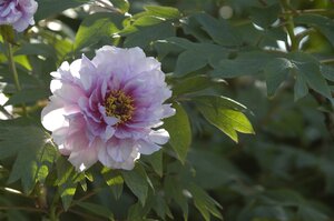 PAEONIA SUFFRUTICOSA (Tree Paeony)
