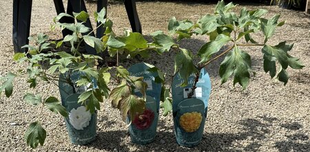 PAEONIA SUFFRUTICOSA (Tree Paeony) Mix