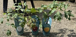 PAEONIA SUFFRUTICOSA (Tree Paeony) Mix