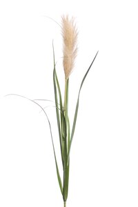 Pampas grass lt brown 120cm