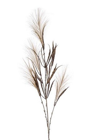 Pampas grass spray
