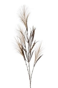 Pampas grass spray