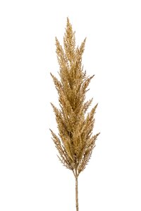 Pampas grass spray beige