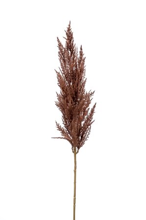 Pampas grass spray brown