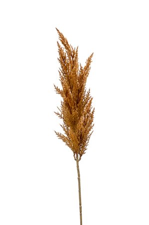 Pampas grass spray rust