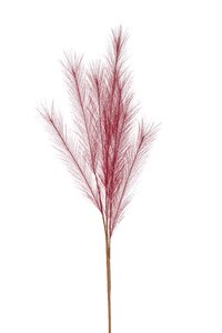 Pampas grass spray x7 dk pink 68cm