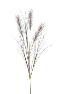 Pampas grass x3 bundle dk brown 65cm