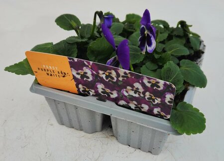 Pansy Purple & White Cellpak