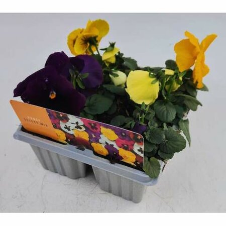 Pansy Mix Cellpak