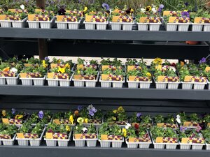 Pansy Select Mix Cellpak