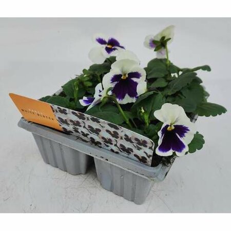 Pansy White Blotch Cellpak