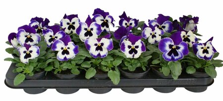 Pansy white/purple P9